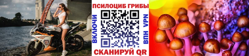 Псилоцибиновые грибы Psilocybe  Горно-Алтайск 